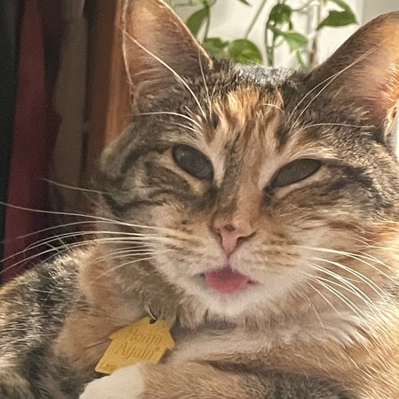 Meet your Posher, Angela - Picture 3 of 4